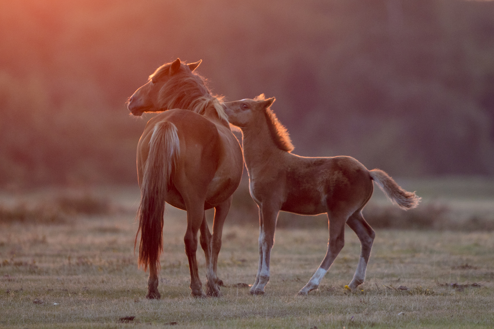Horses at Stoney Cross, New Forest
